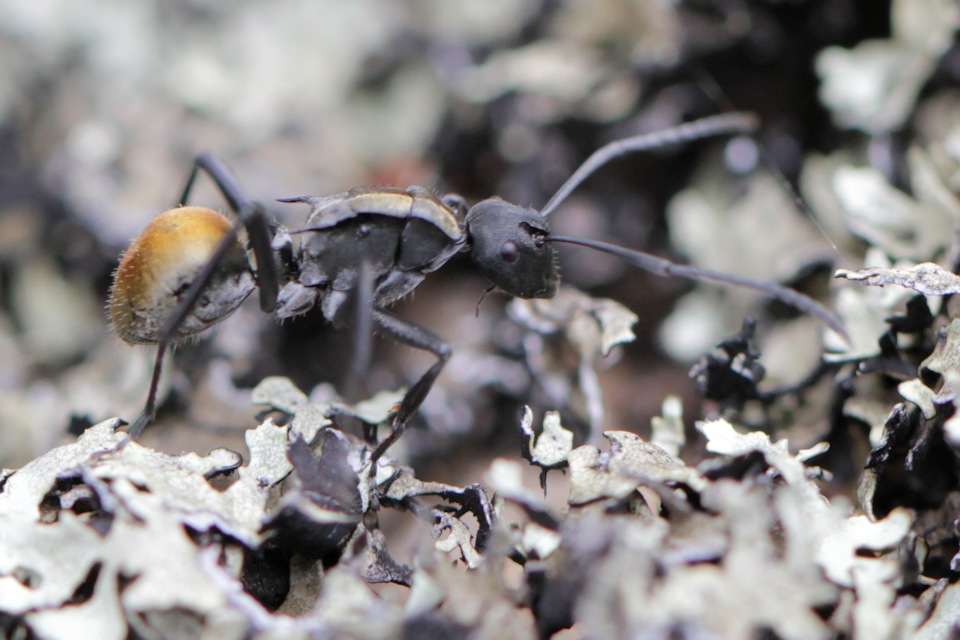 Spiny Ant (Polyrhachis ammon) (Polyrhachis ammon)